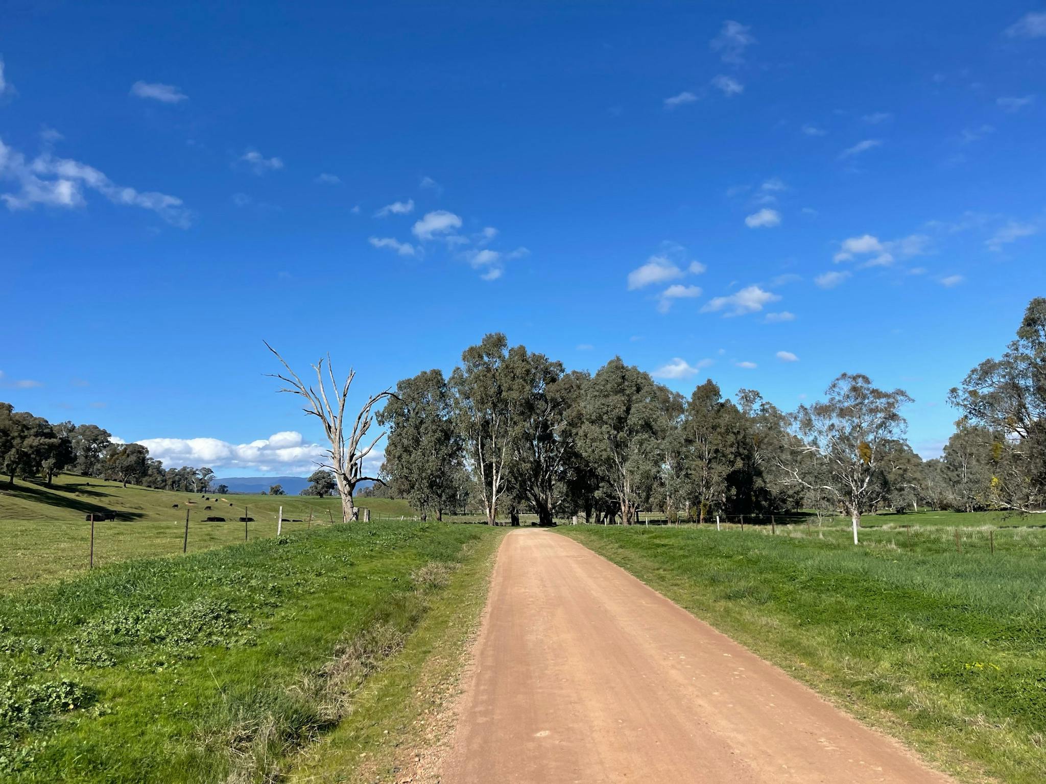 Light brown gravel road, green grass, paddocks, gum trees in distance blue sky with wispy clouds