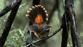 Crawford River Rufous Fantail