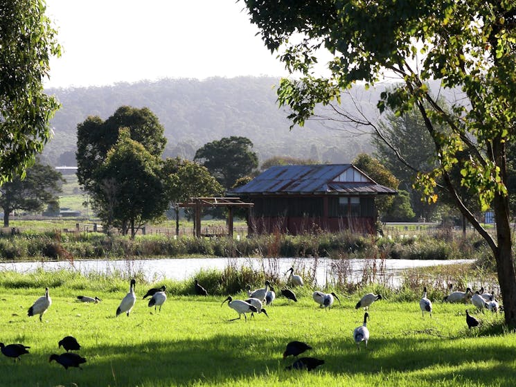 Panboola fields