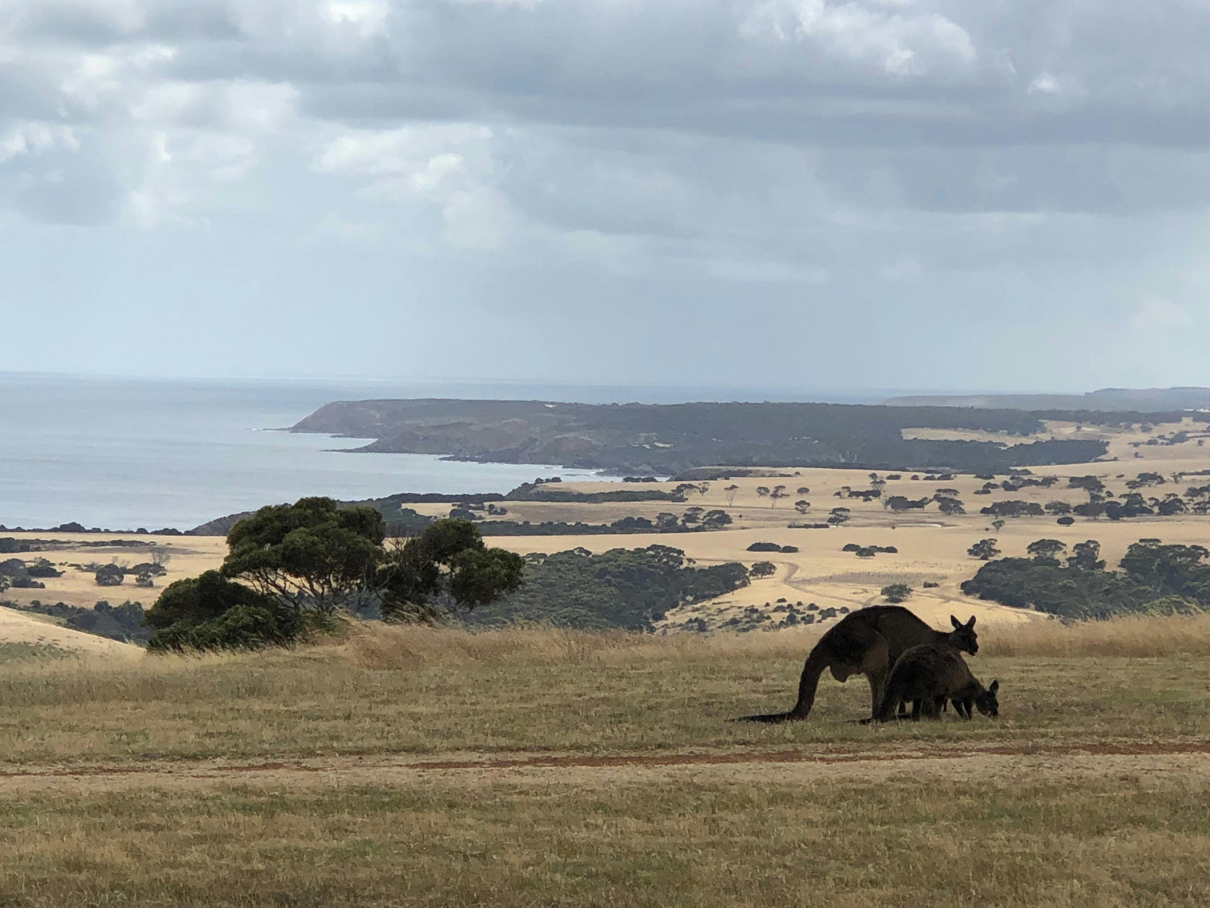 Kangaroos at Snelling Beach
