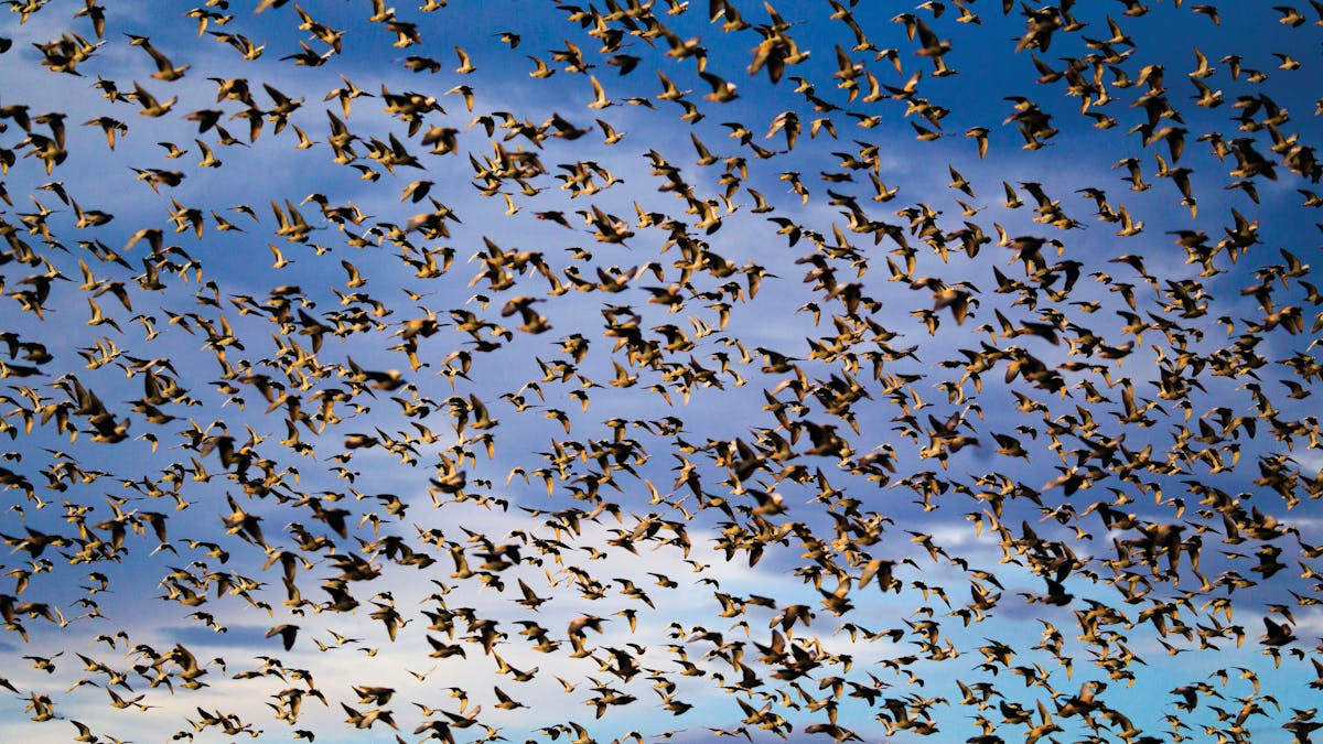 Birds