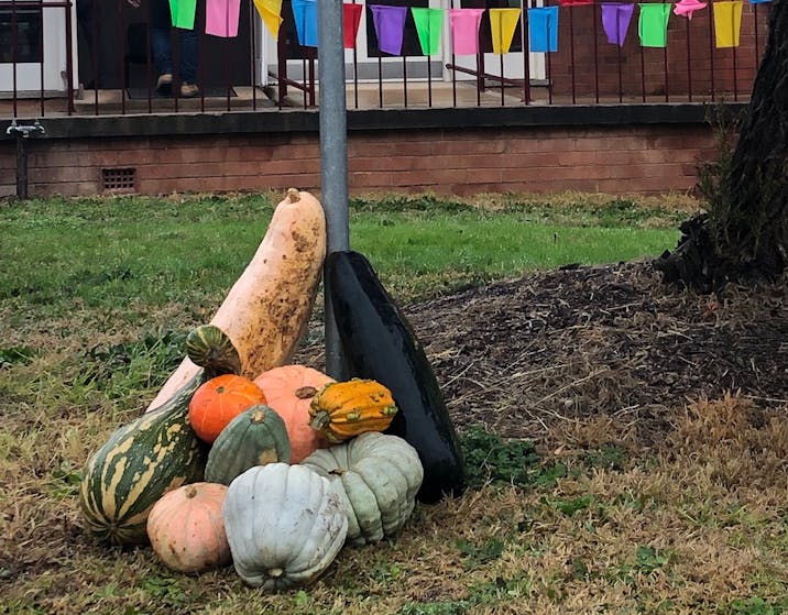 Fresh locally grown vegetables