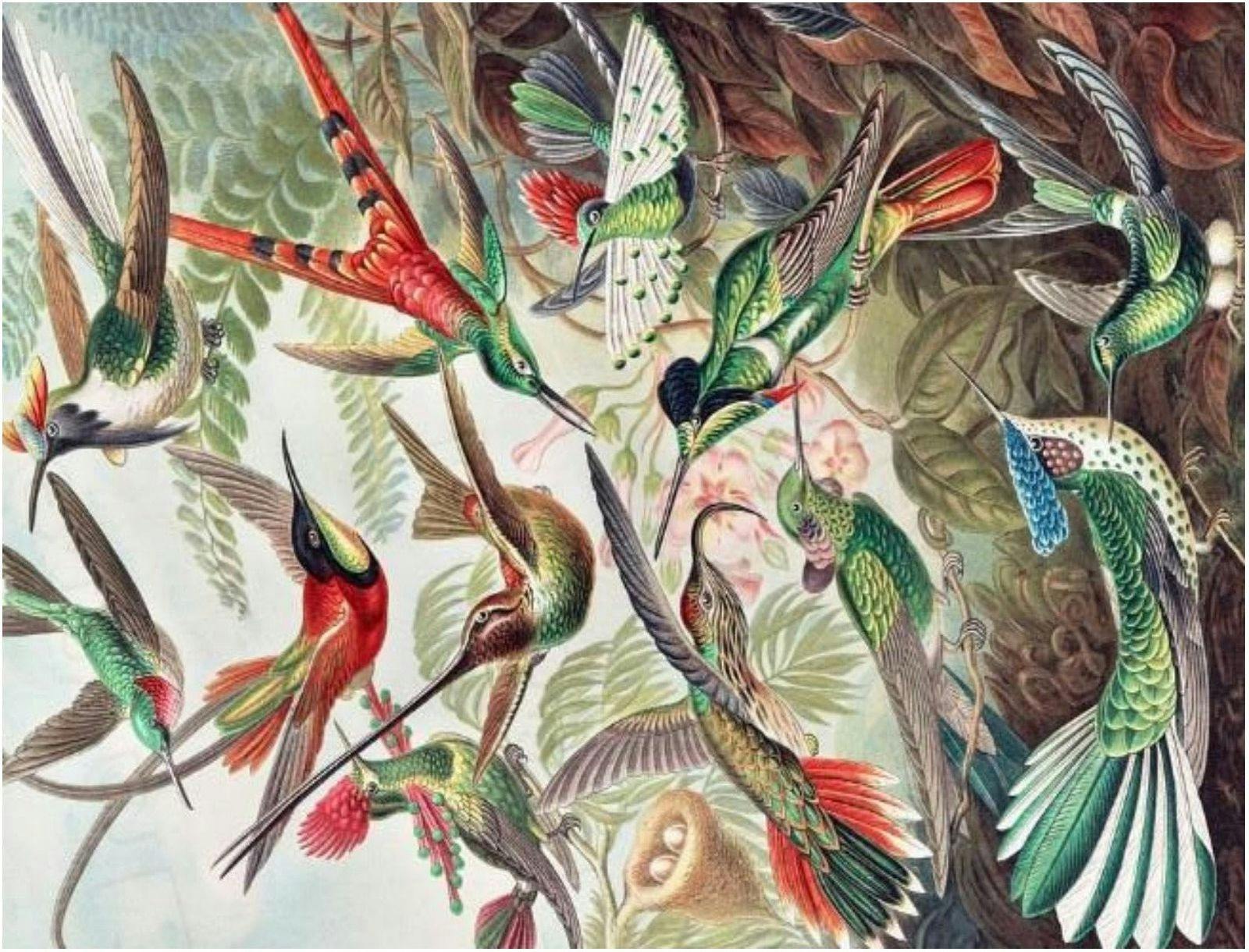 A painting called The Botanicals by Ernst Haeckl depicting a flock of colourful birds.