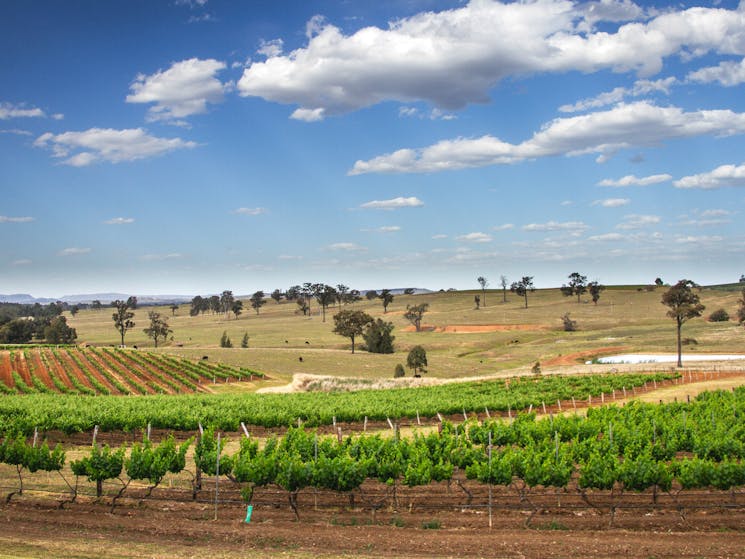 Gorgeous views of the vineyards in the Hunter Valley.