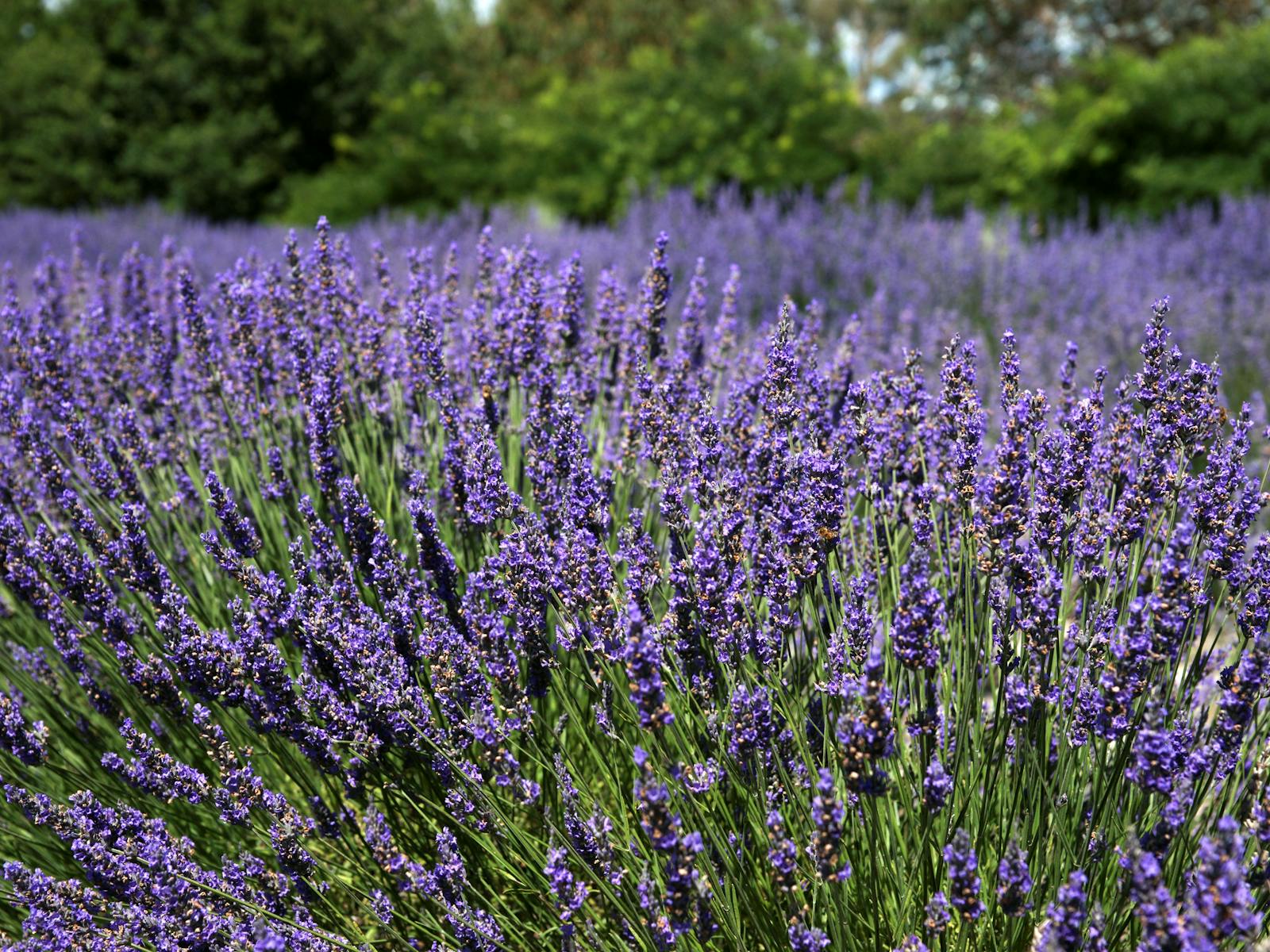 Image for Lavender Herb and Chilli Festival