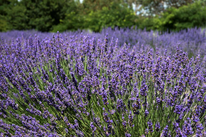 Image of the event 'Lavender Herb and Chilli Festival'