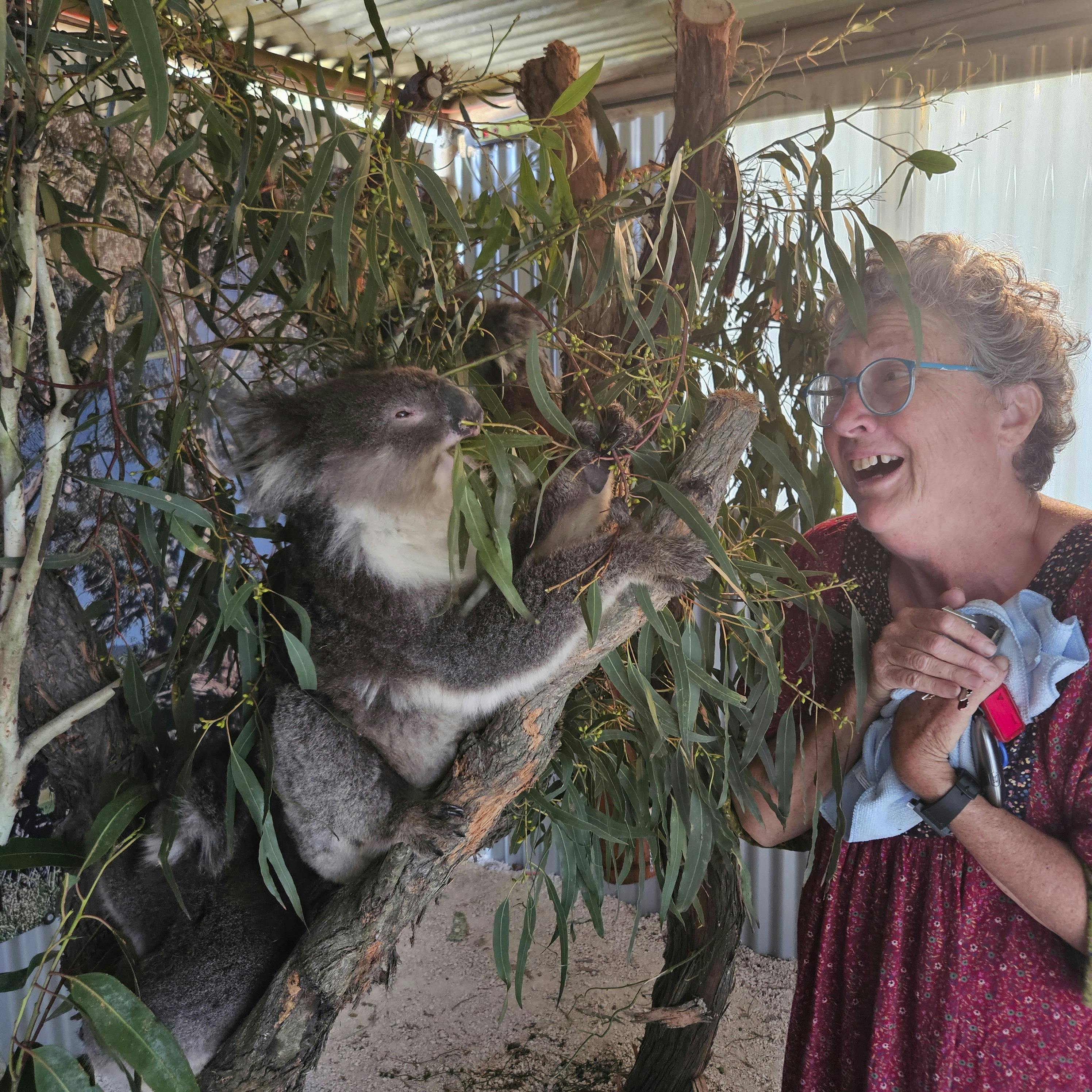 Fauna Australia Koala Experience
