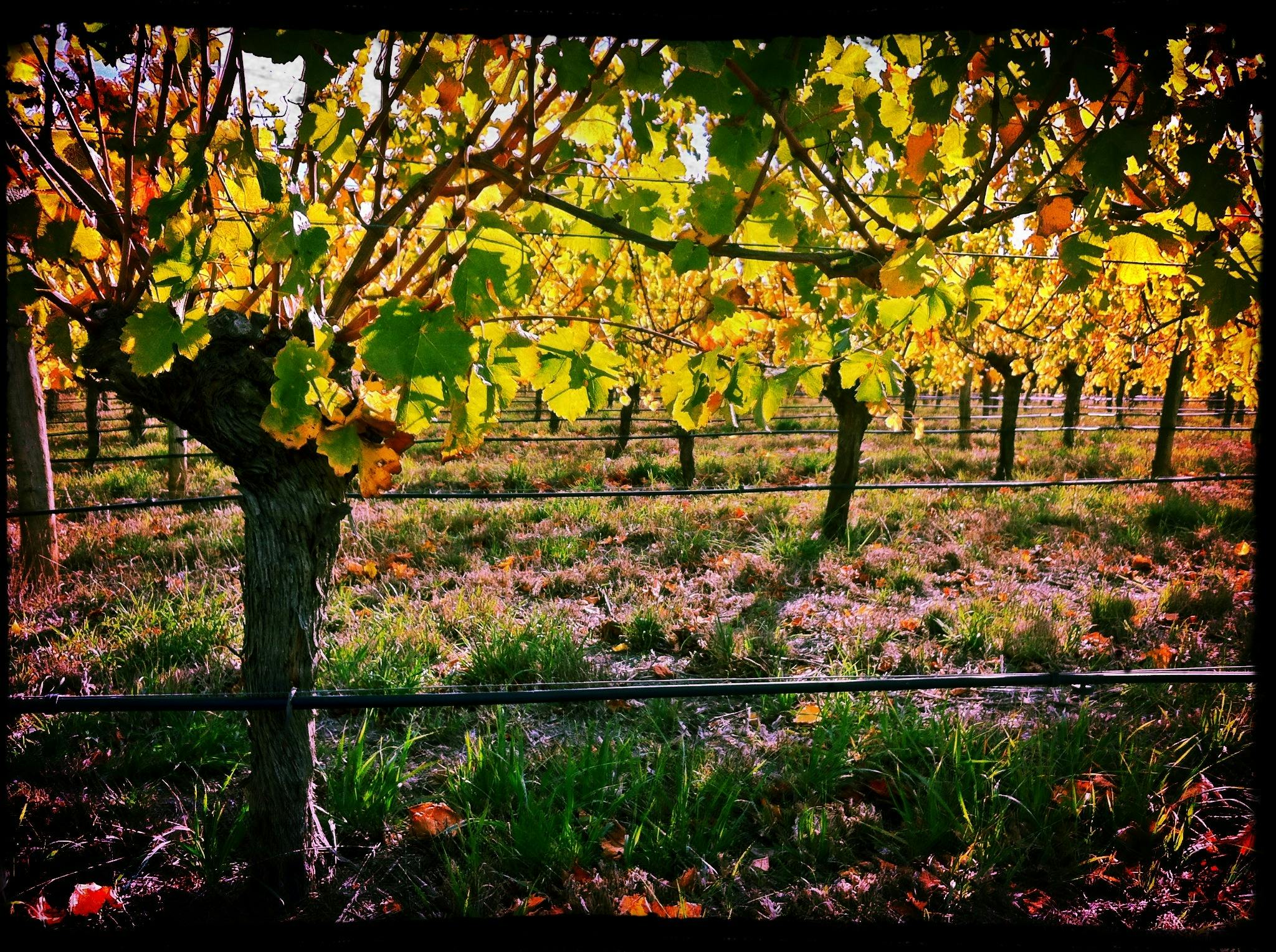 Adelaide Hills Vineyard