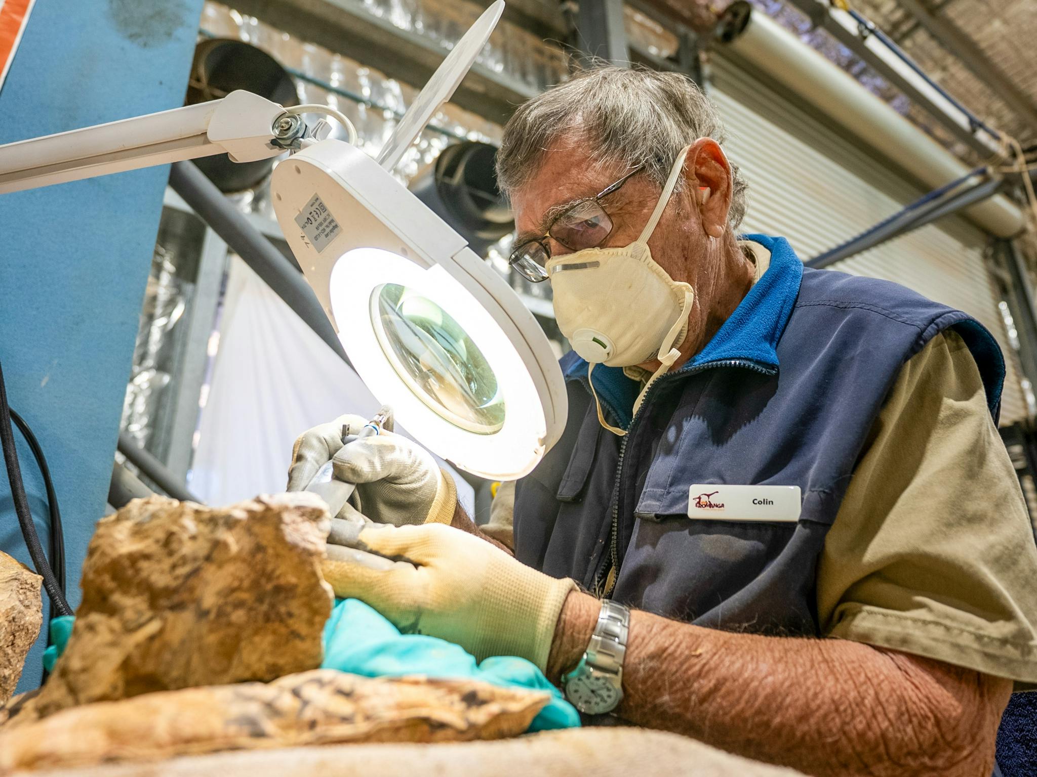 volunteer uses a tool in the lab to work on a dinosaur bone volunteer uses a tool in the lab to work on a dinosaur bone