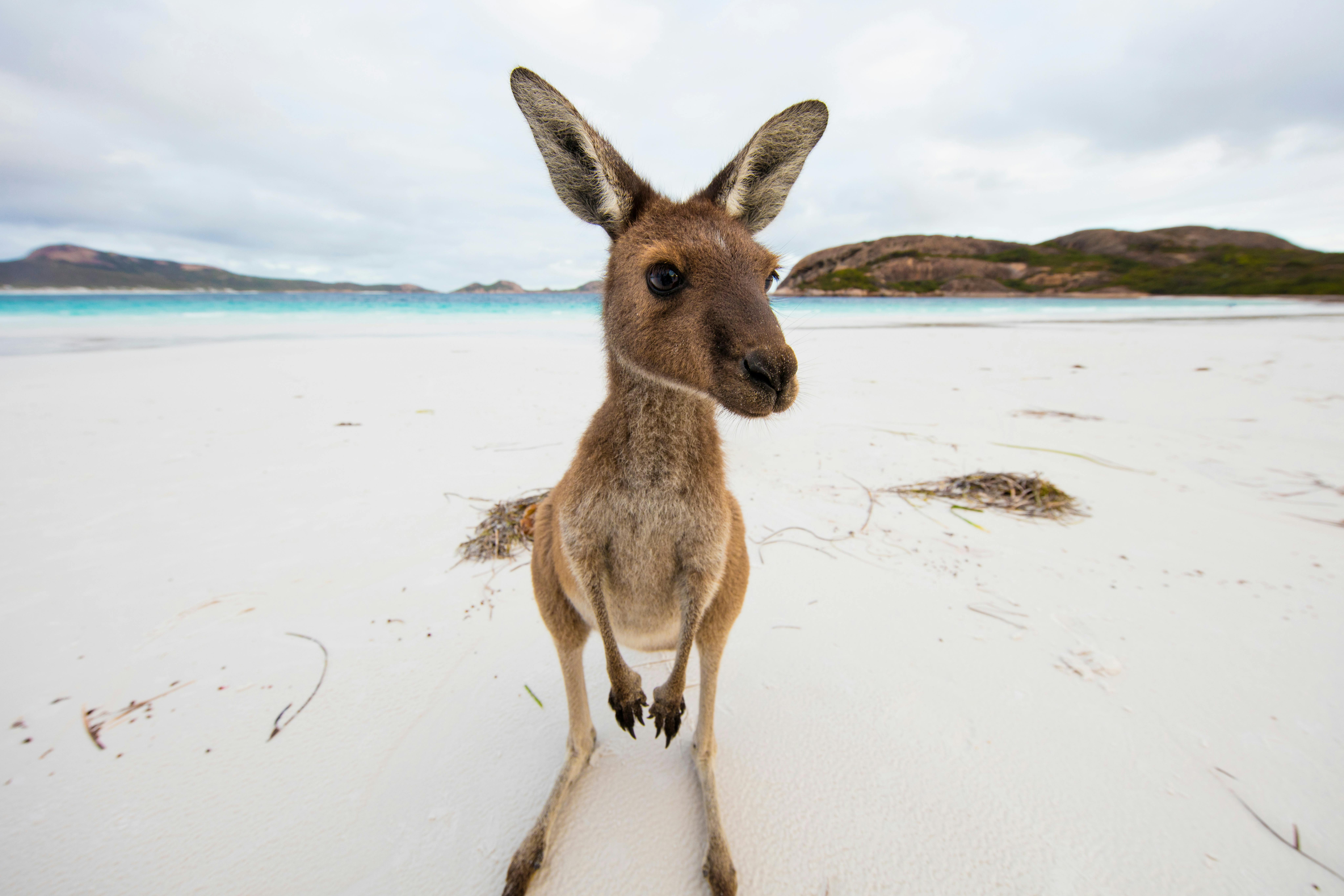Coral Expeditions - Western Australia, Spearwood, Western Australia