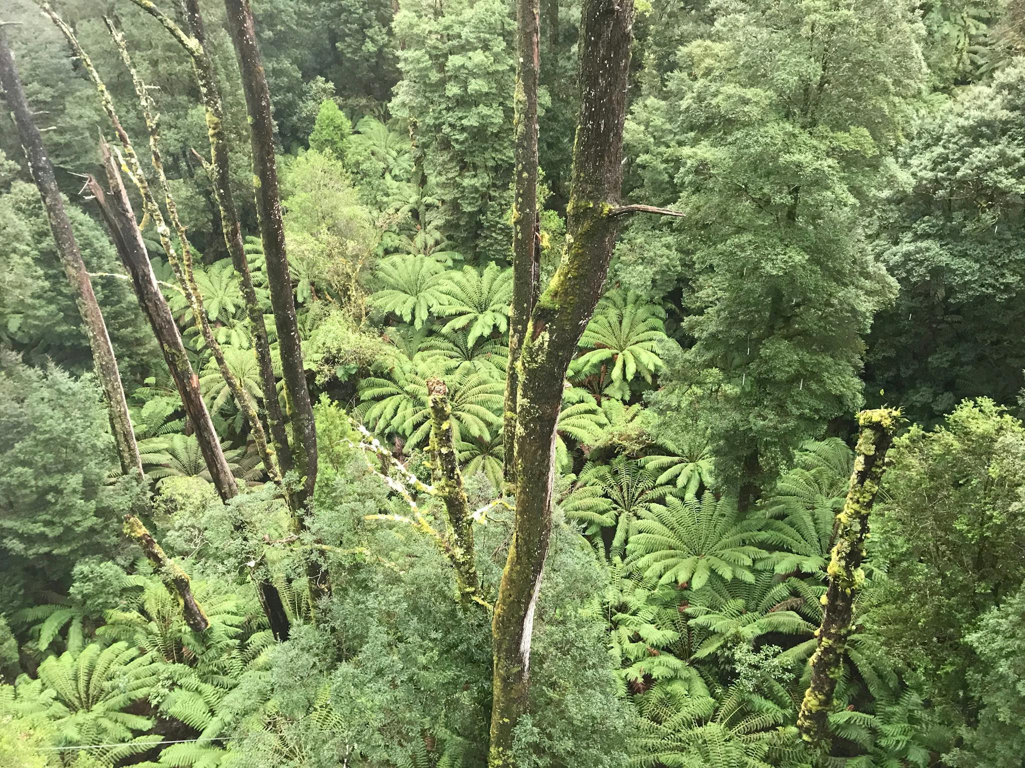 Rainforest of  The Otways