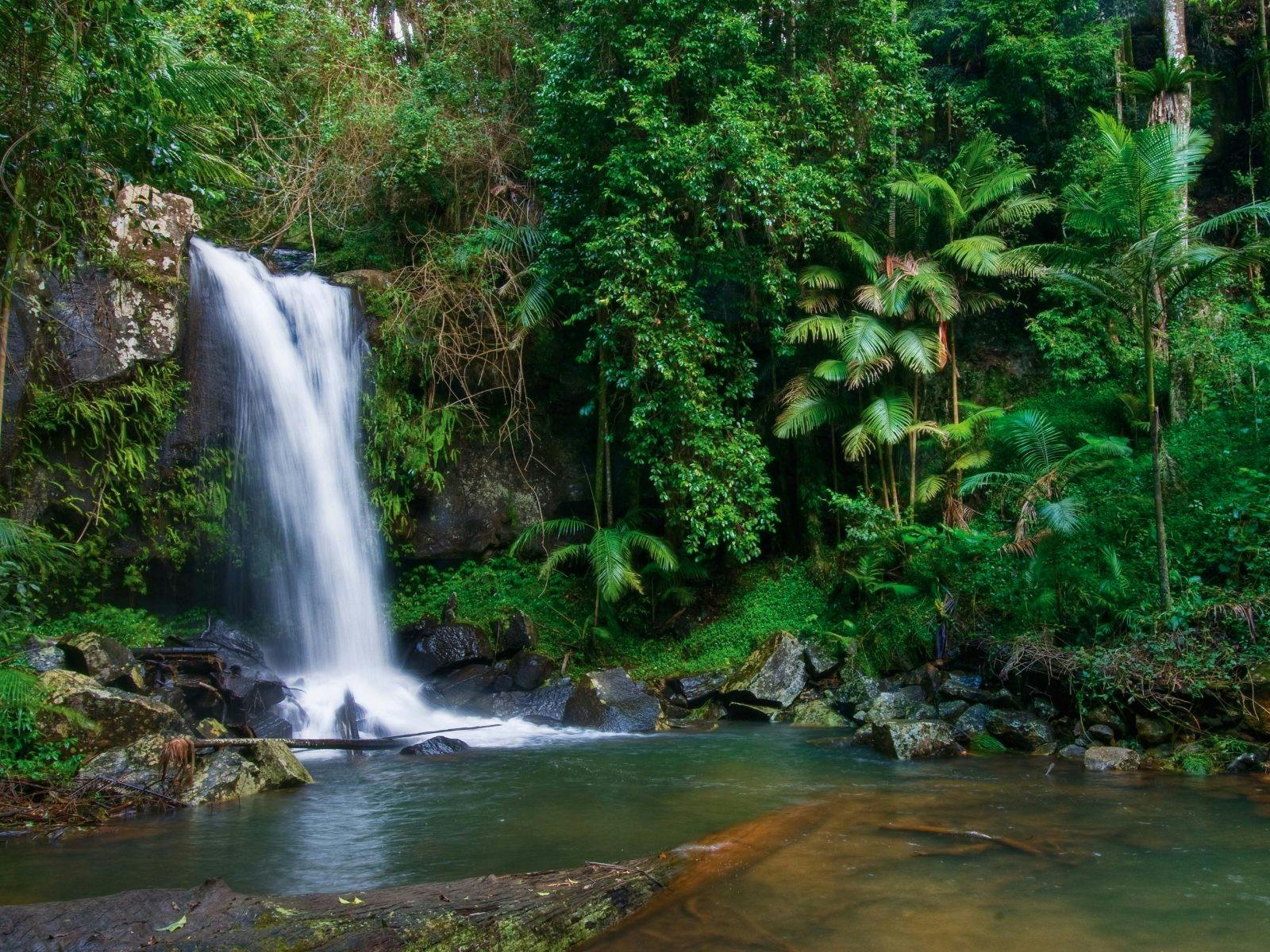 Curtis Falls, Tamborine Mountain, QLD