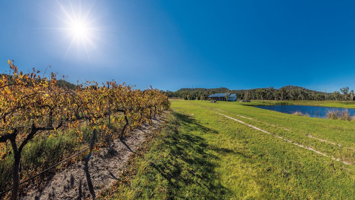 Vineyards at Ballandean Estate