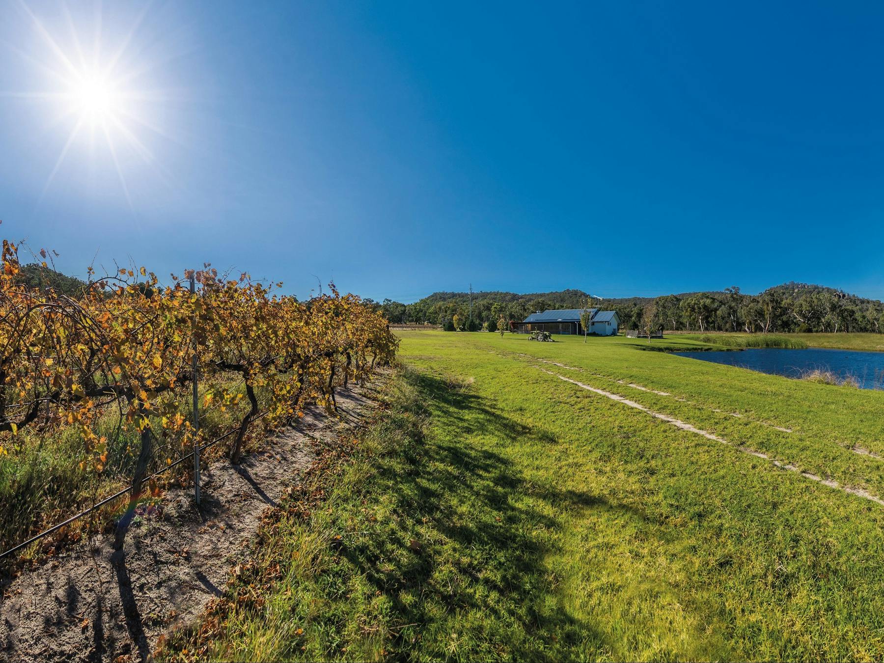 Vineyards at Ballandean Estate