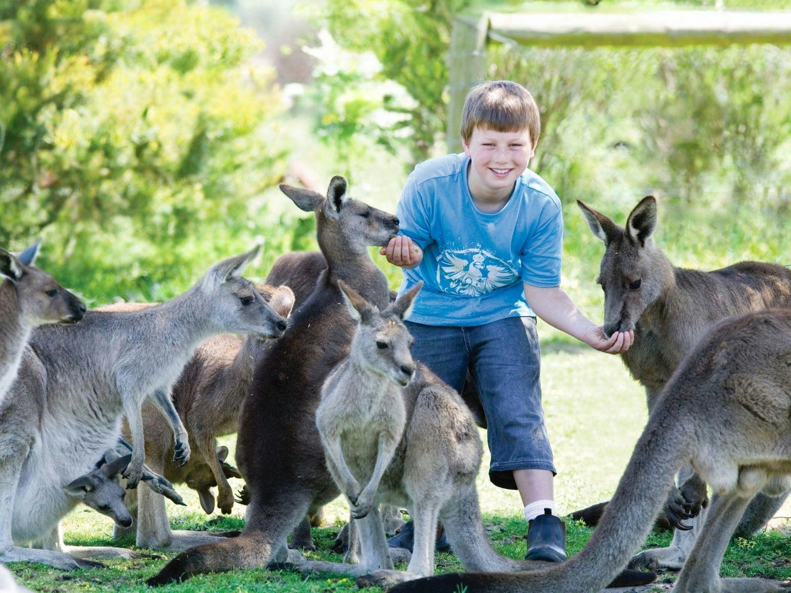 Maru Koala and Animal Park Kangaroo Feeding
