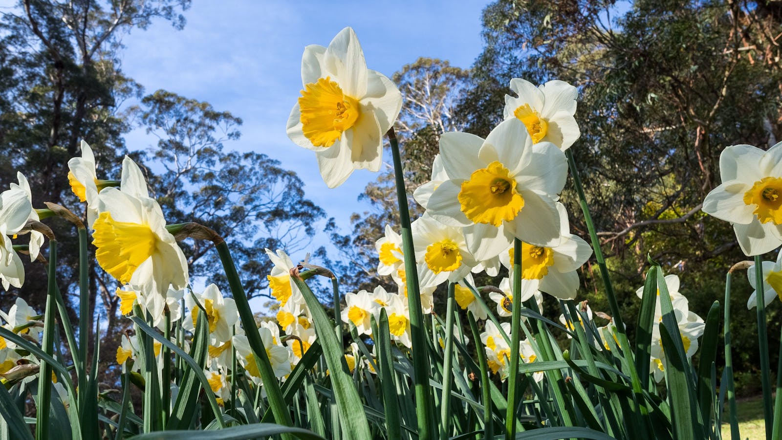 Image for Daffodil Coach Tour to the Blue Mountains