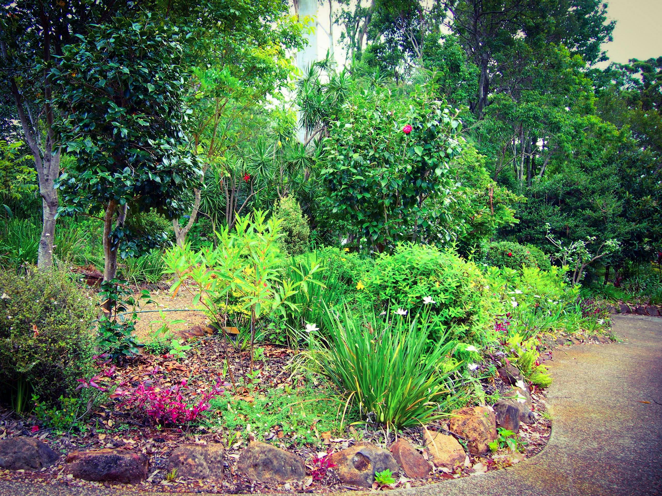 Springtime on the Mountain Camellia House