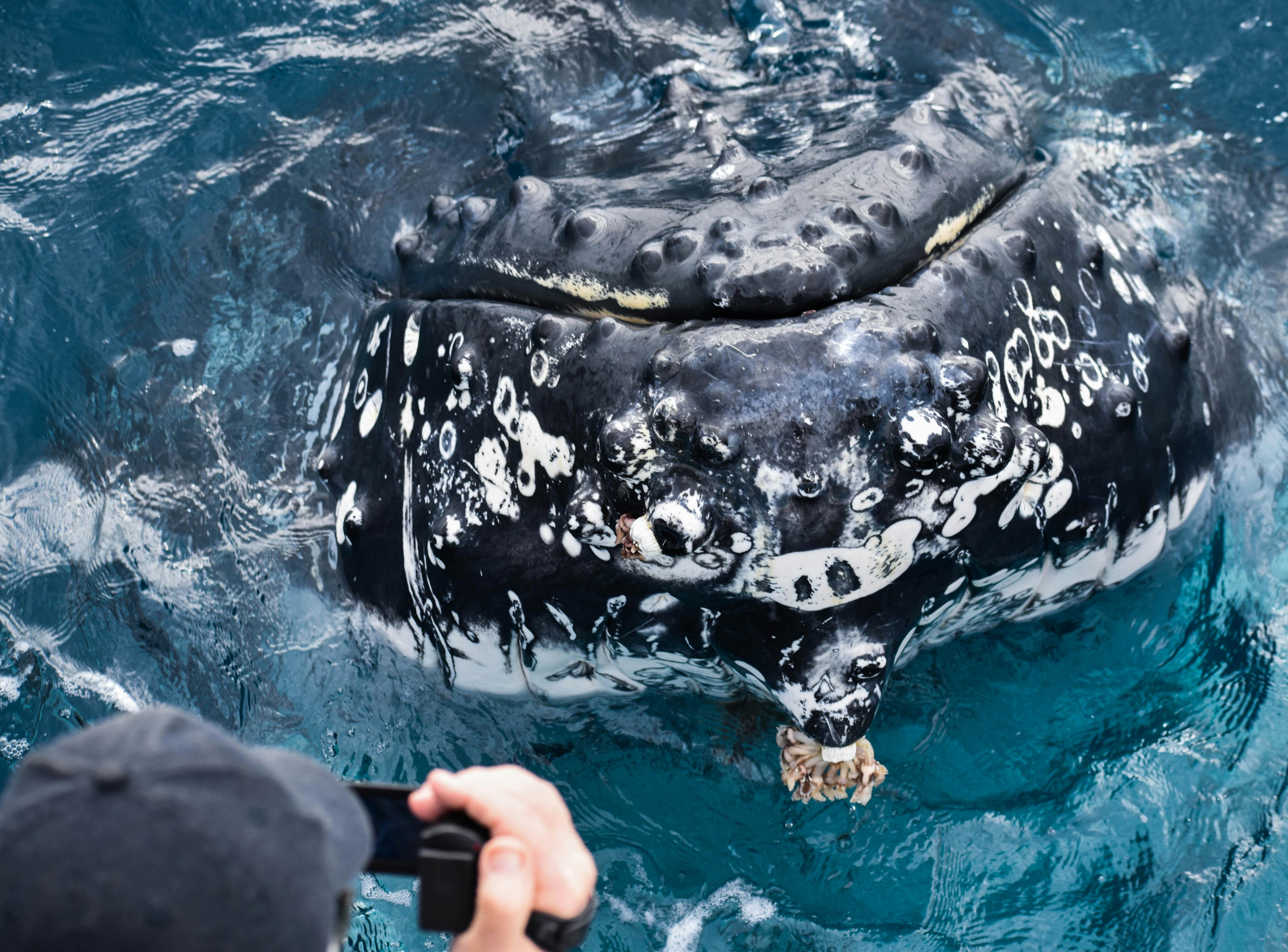 Close head shot alongside the vessel