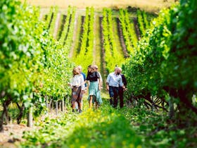 Guests wandering through the vineyard