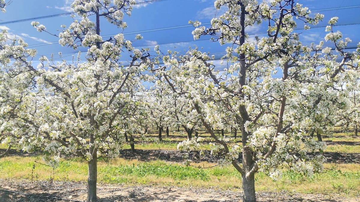 Apple Blossom