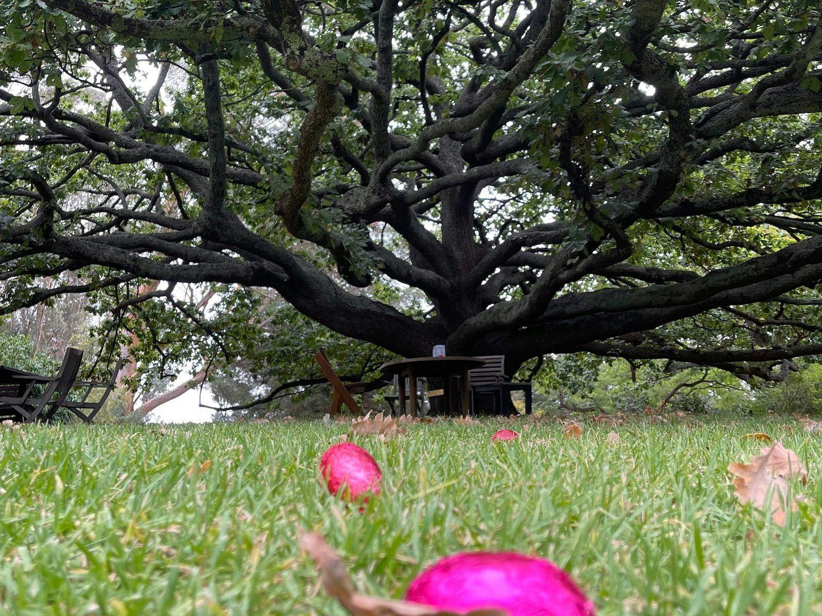 Easter Egg Hunt and Picnics Under The Oak Tree