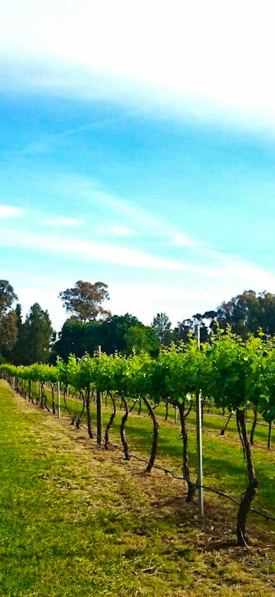 vineyard