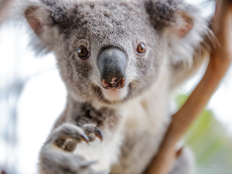 Sydney Spring School Holidays Family Holidays Things To Do - koala resorts roblox