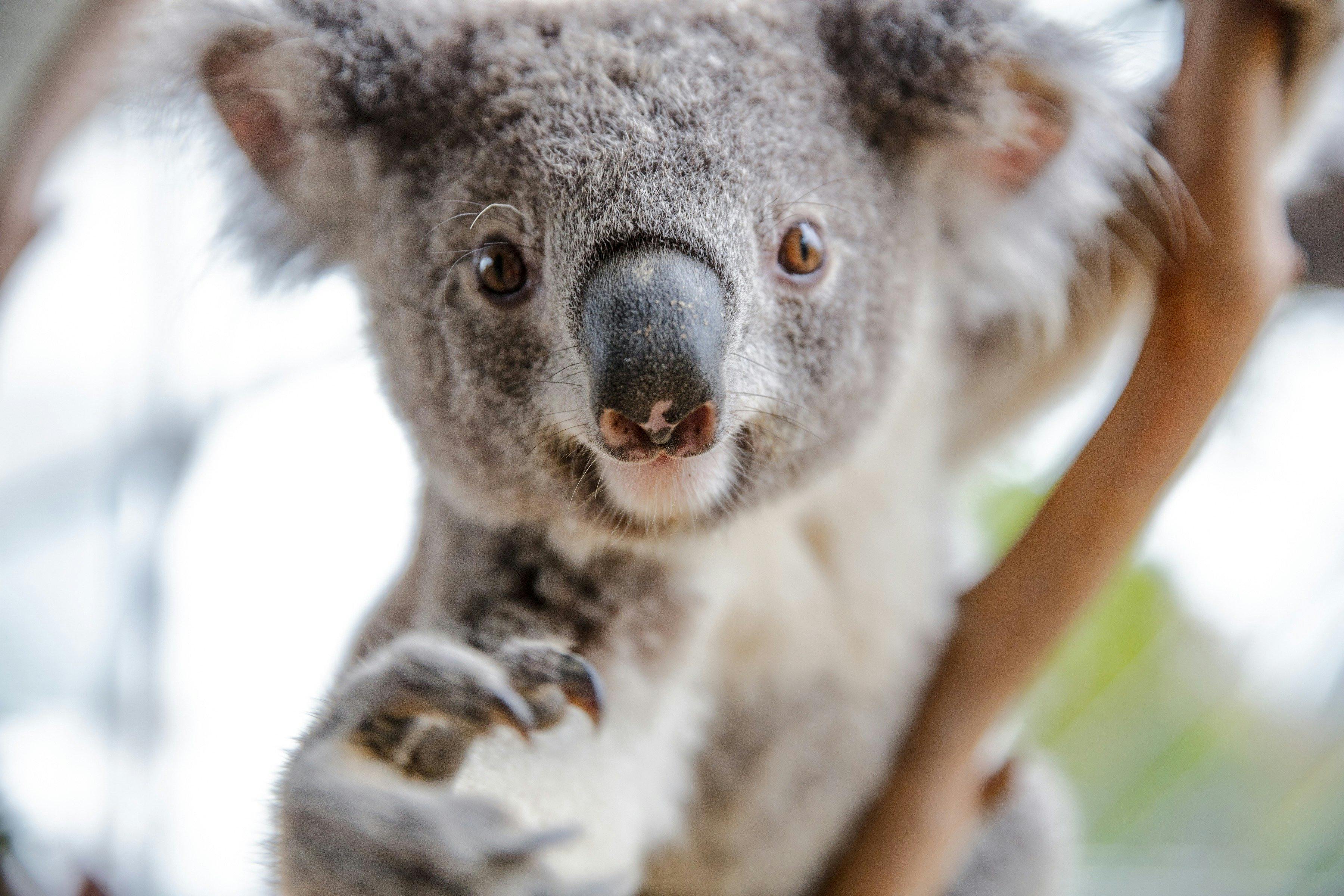 Wild Life Sydney Zoo | Sydney, Australia - Official Travel