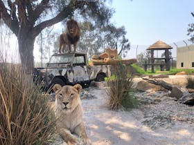 Retired circus lions
