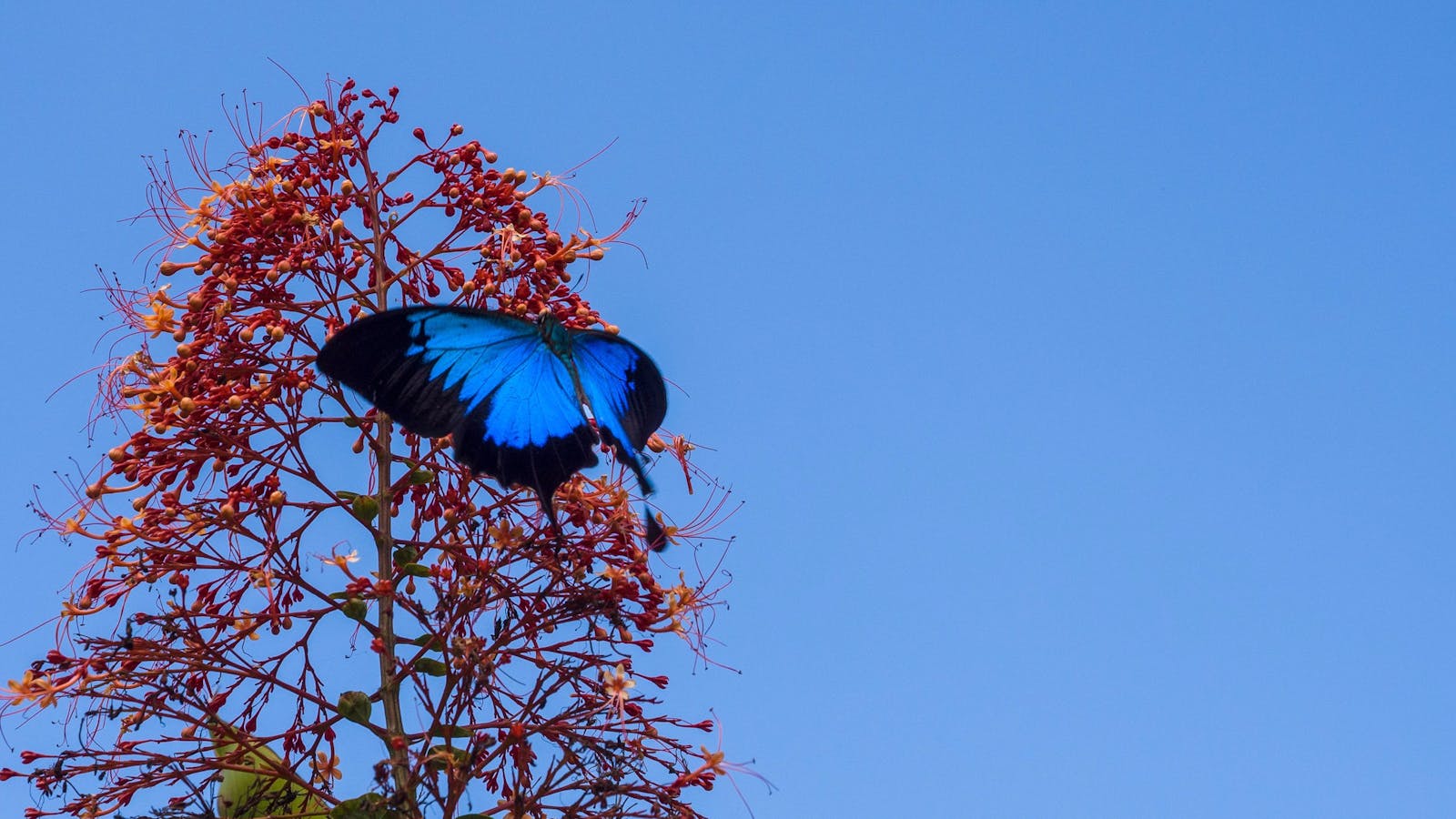 Blue Adventures - Wildlife and Rainforest Private Safaris