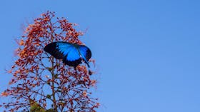 ulysses butterfly