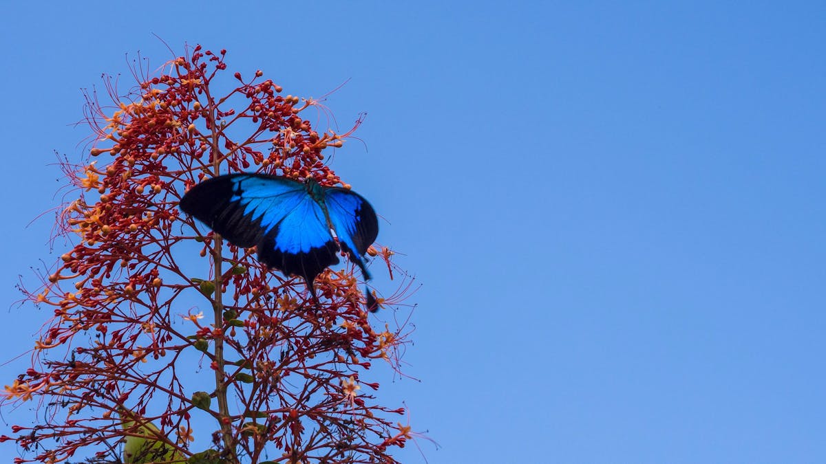 ulysses butterfly