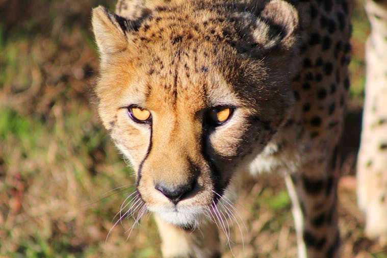 Wildlife Photographic Safari