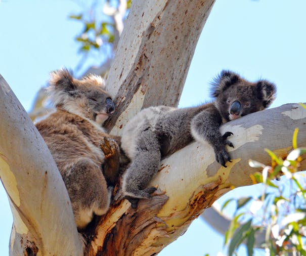 Day Tour Kangaroo Island Experience