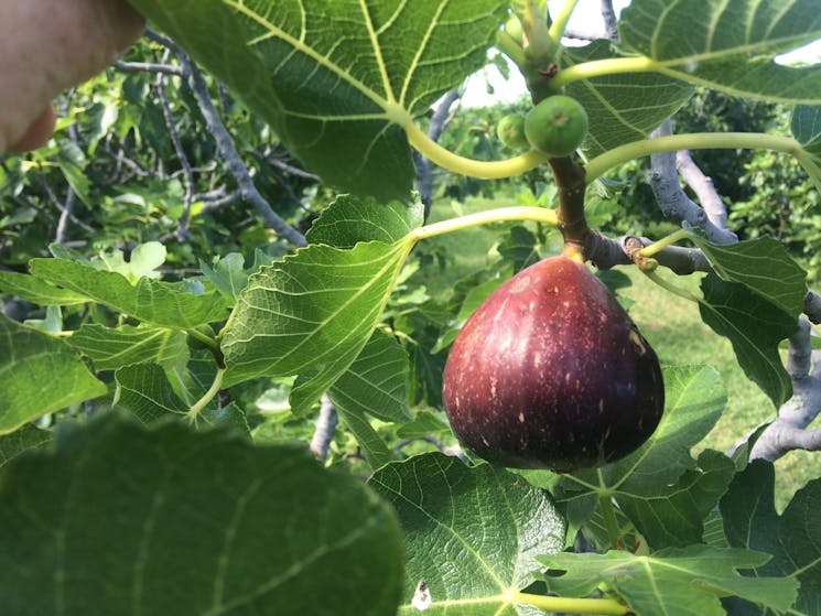 Black Genoa fig ripening on tree.
