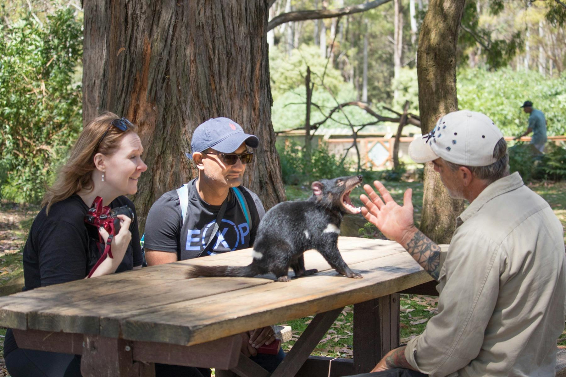 Meeting Tasmanian devils at Trowunna Wildlife Sancturary