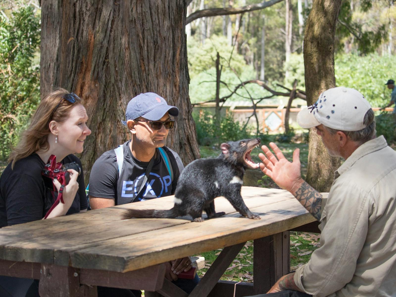 Meeting Tasmanian devils at Trowunna Wildlife Sancturary