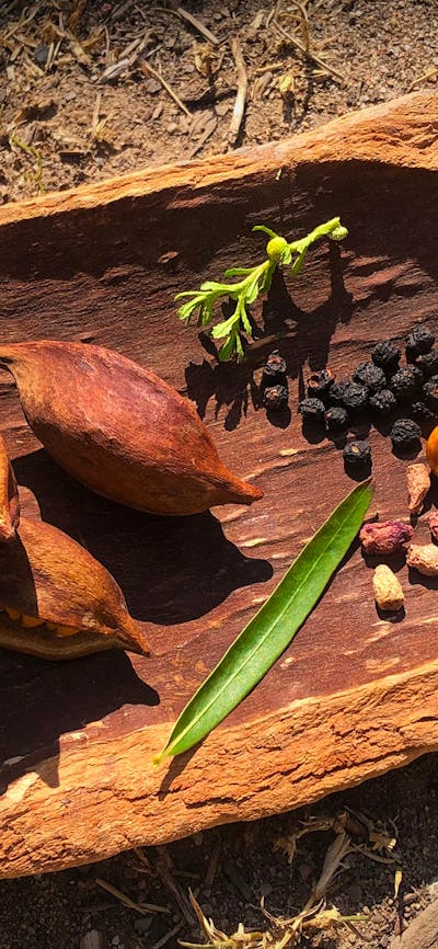 Bush tucker