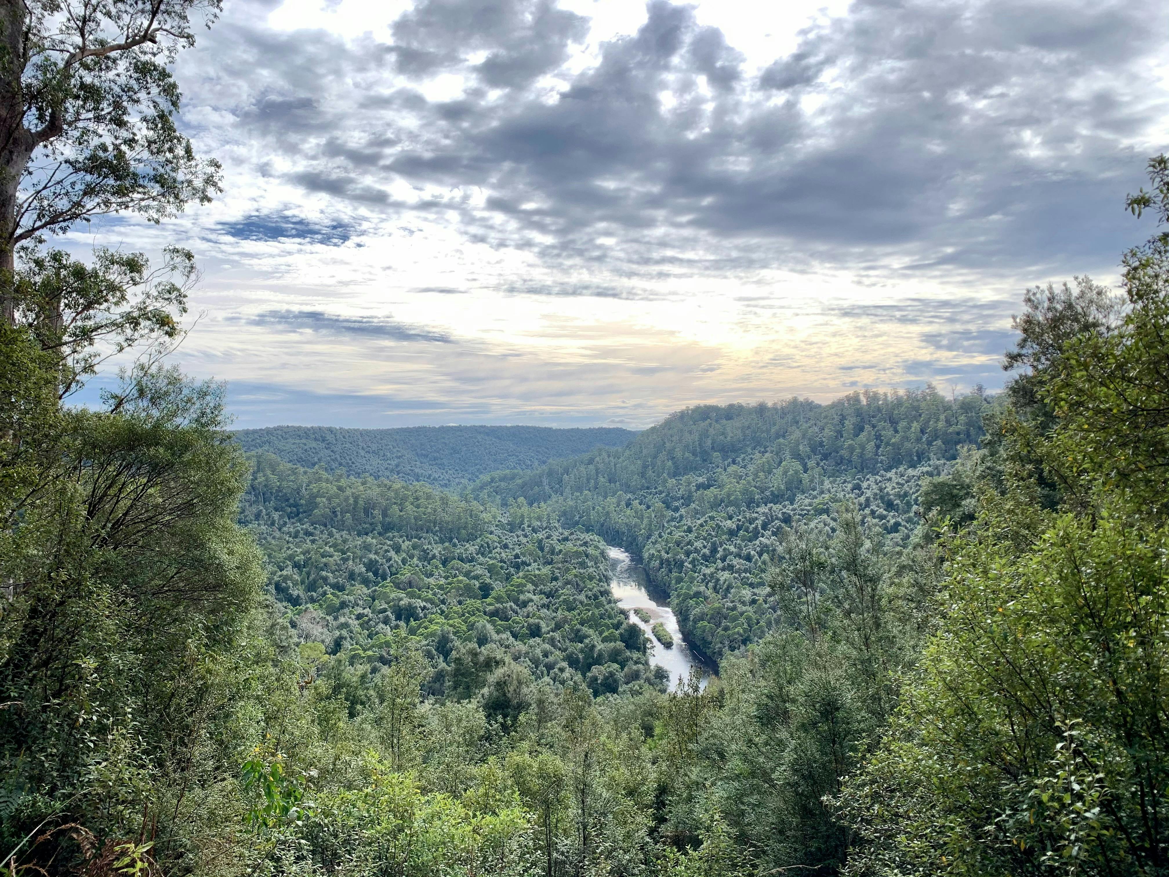 Tarkine