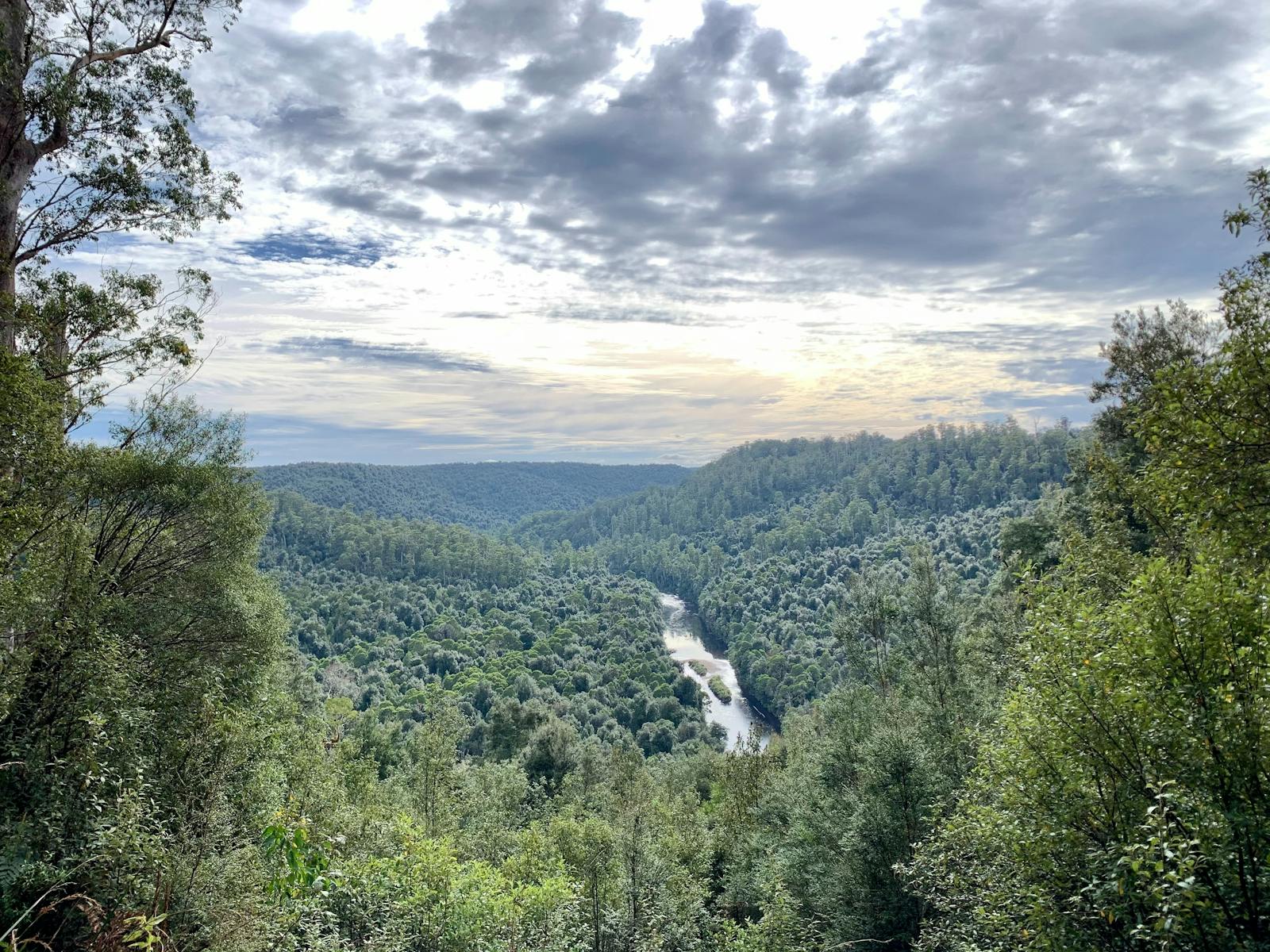 Tarkine