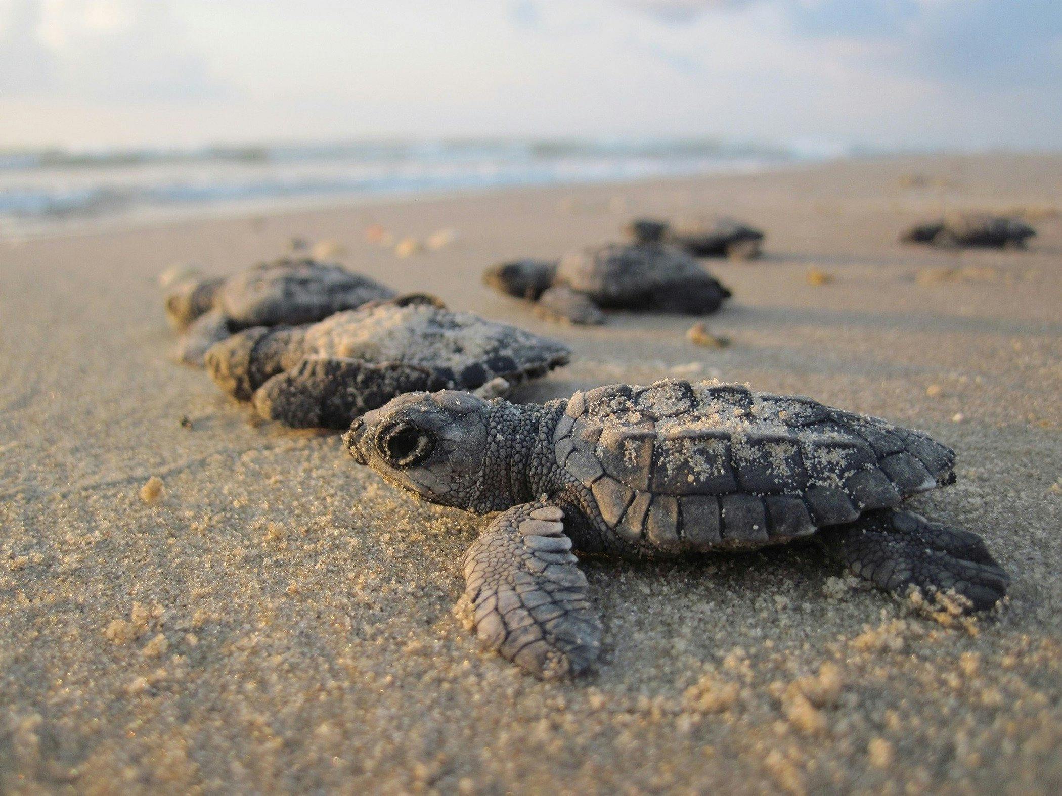 Baby Sea Turtles Mon Repos