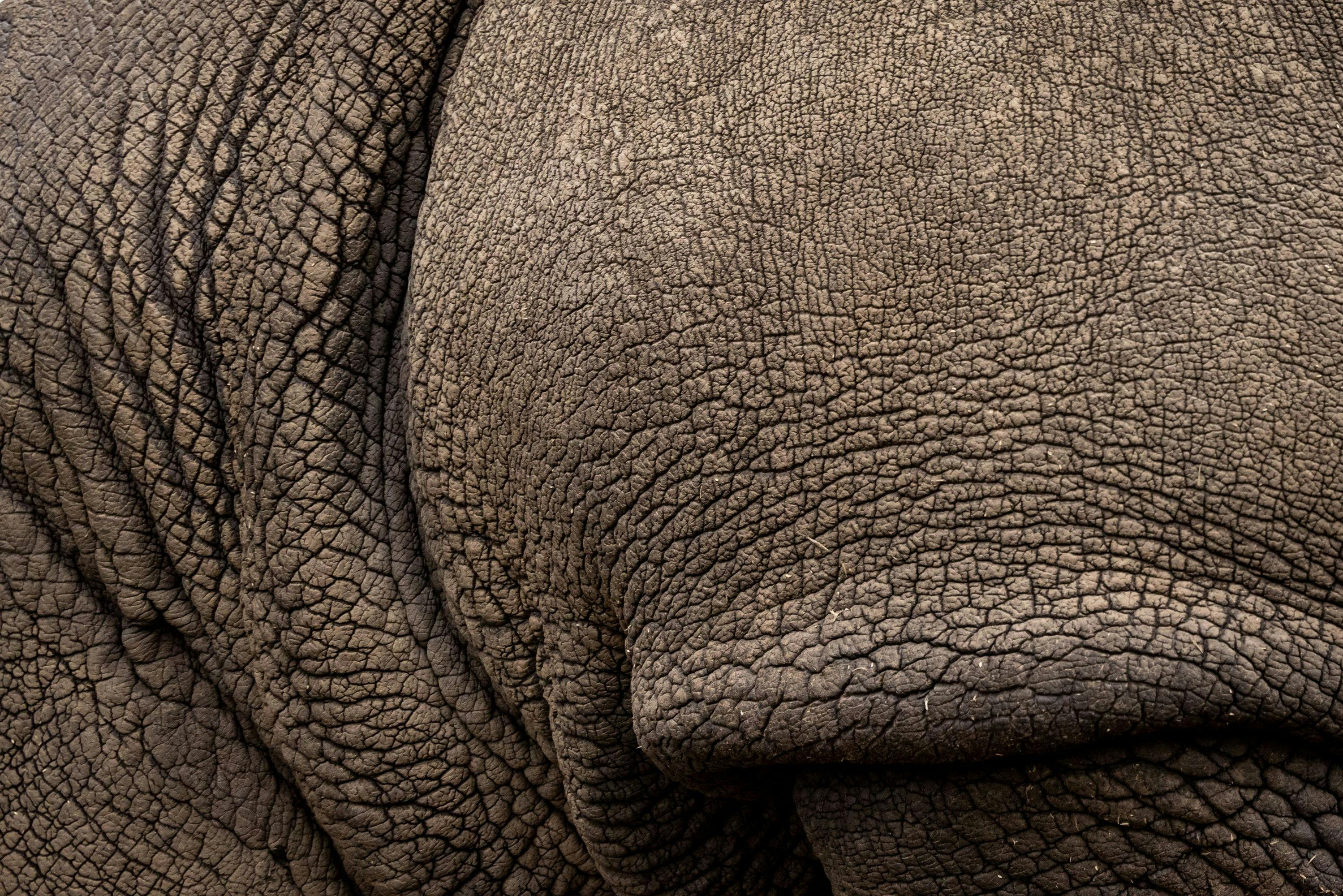 Rhino @ WZ