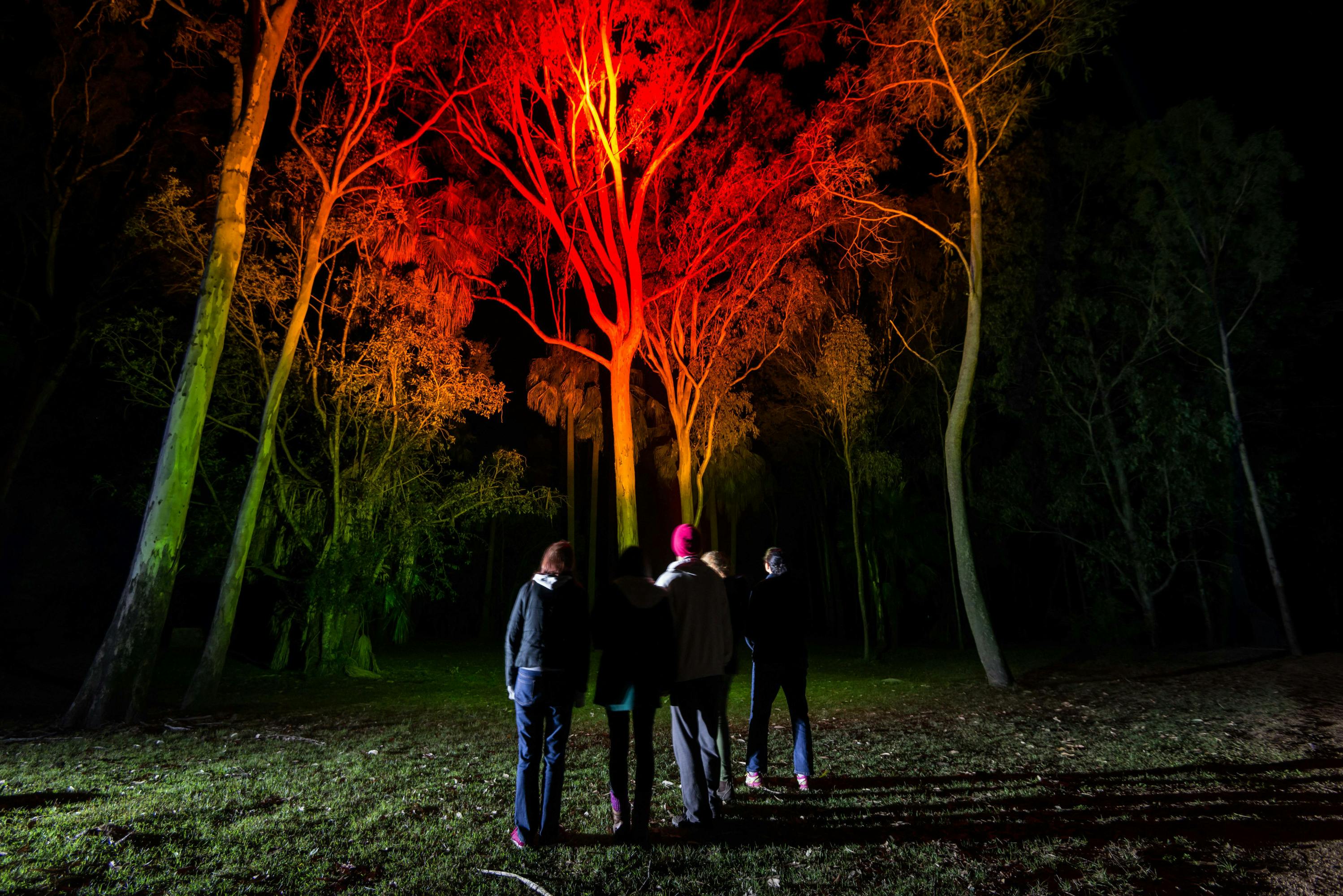 A tour group shines a red light into the canopy searching for nocturnal wildlife at Carnarvon Gorge.