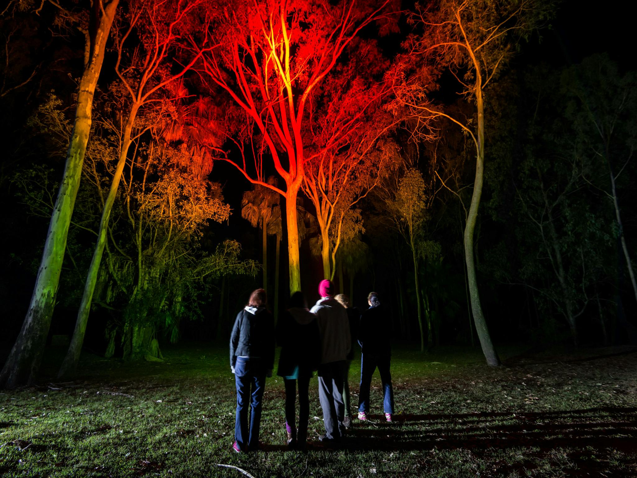 A tour group shines a red light into the canopy searching for nocturnal wildlife at Carnarvon Gorge. A tour group shines a red light into the canopy searching for nocturnal wildlife at Carnarvon Gorge.
