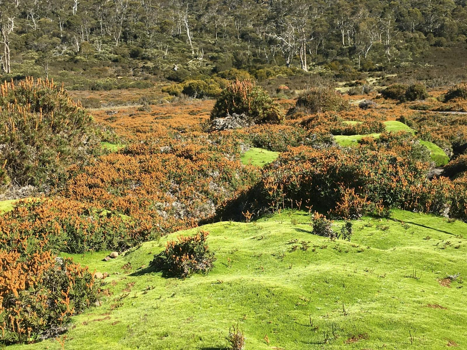 Trek Tasmania