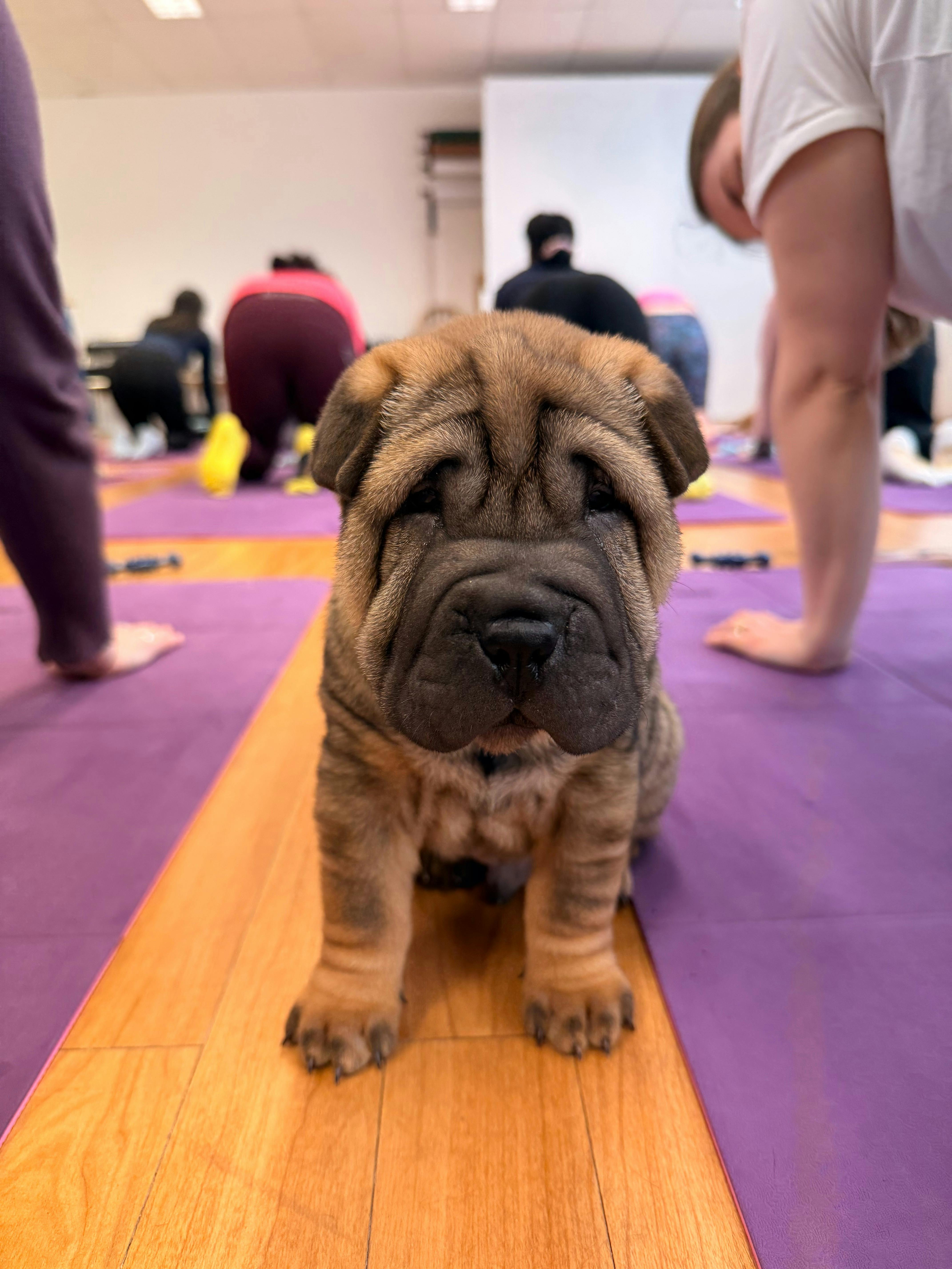 A wrinkly brown puppy stands on a purple mat with yoga participants behind it.