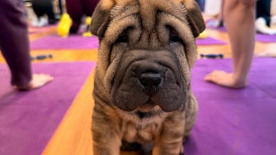 A wrinkly brown puppy stands on a purple mat with yoga participants behind it.