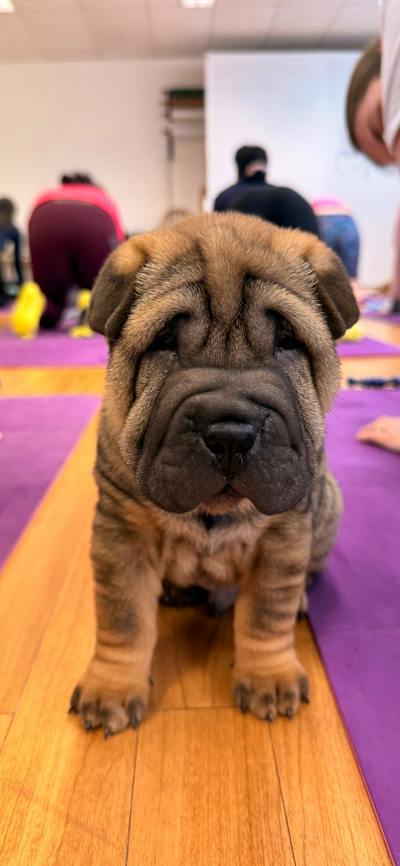 A wrinkly brown puppy stands on a purple mat with yoga participants behind it.