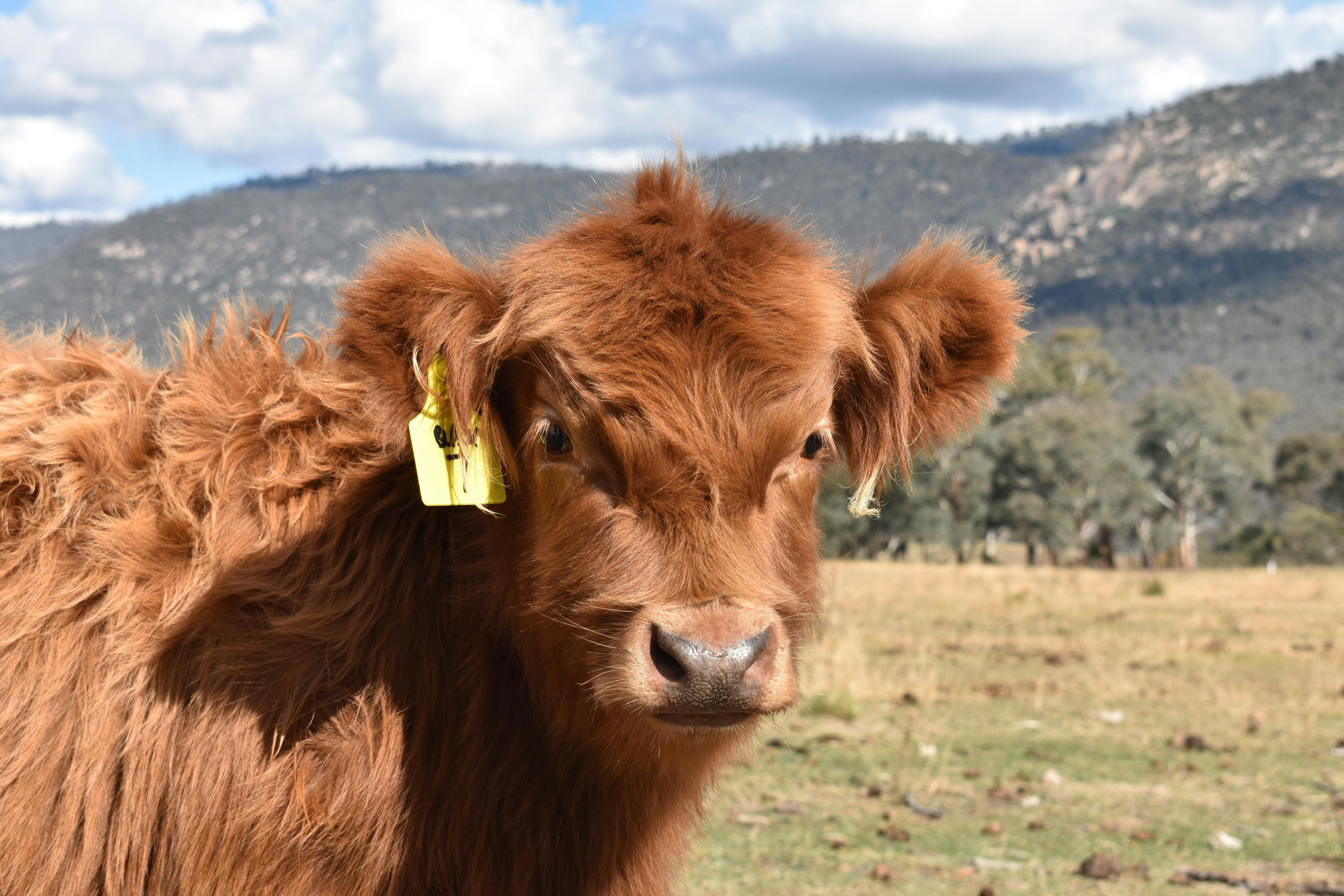 Highland cow close up