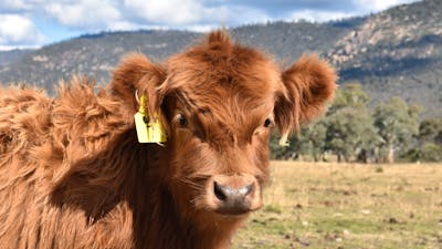 Highland cow close up
